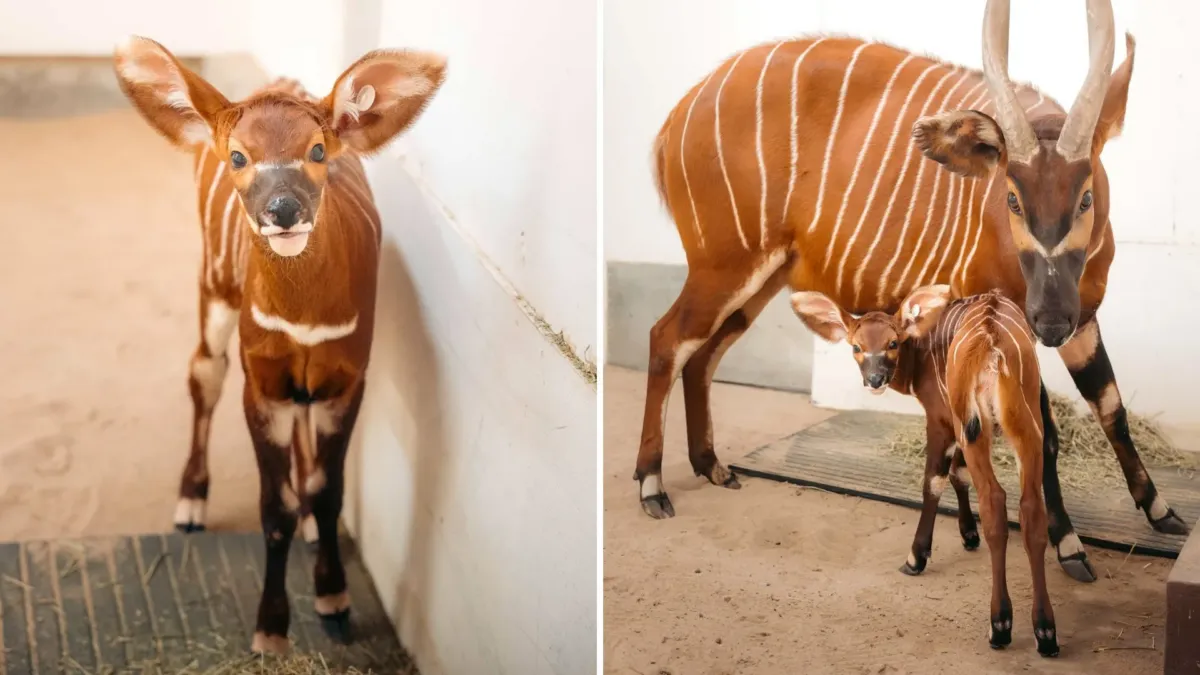 Una cría de bongo corre en Virginia mientras su especie lucha por no desaparecer en Kenia