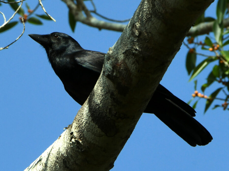 Cuervo negro posado junto al tronco de un árbol bajo el cielo azul