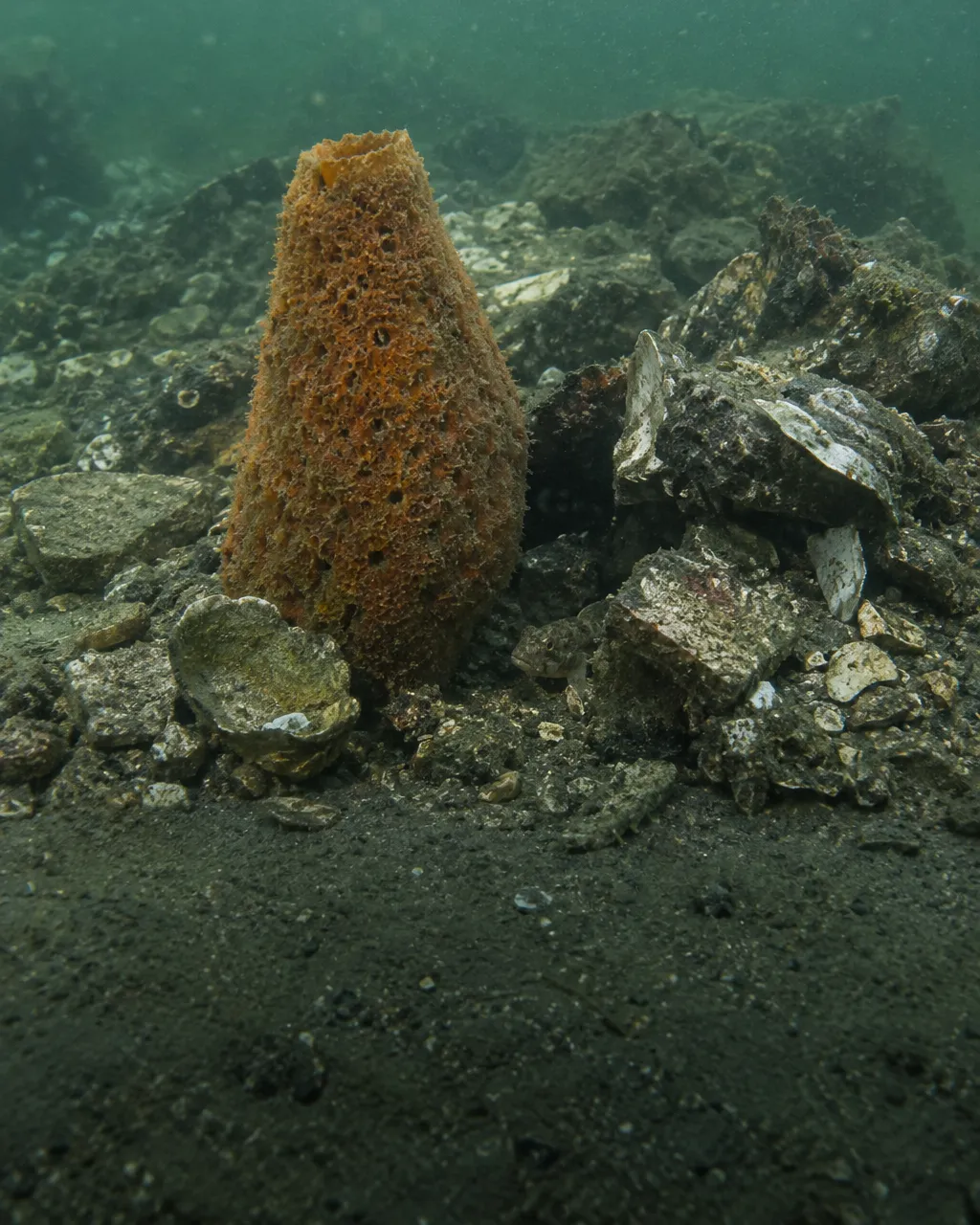 Esponja marina cónica de color naranja pardo y superficie porosa en el fondo de un canal, rodeada de conchas rotas.