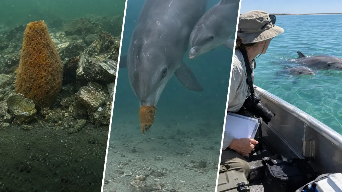 Delfines que cazan con una esponja en el hocico: de 11 hijas, 10 aprendieron el truco