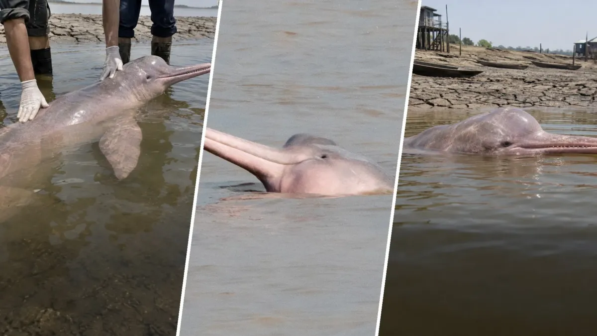Una sequía calentó un lago amazónico a 39 °C con unos 1.400 delfines de río atrapados en él
