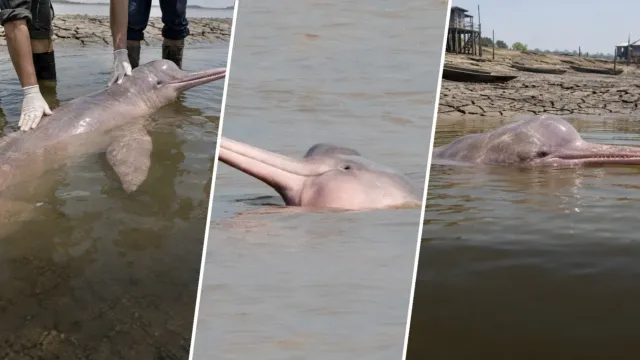 Una sequía calentó un lago amazónico a 39 °C con unos 1.400 delfines de río atrapados en él