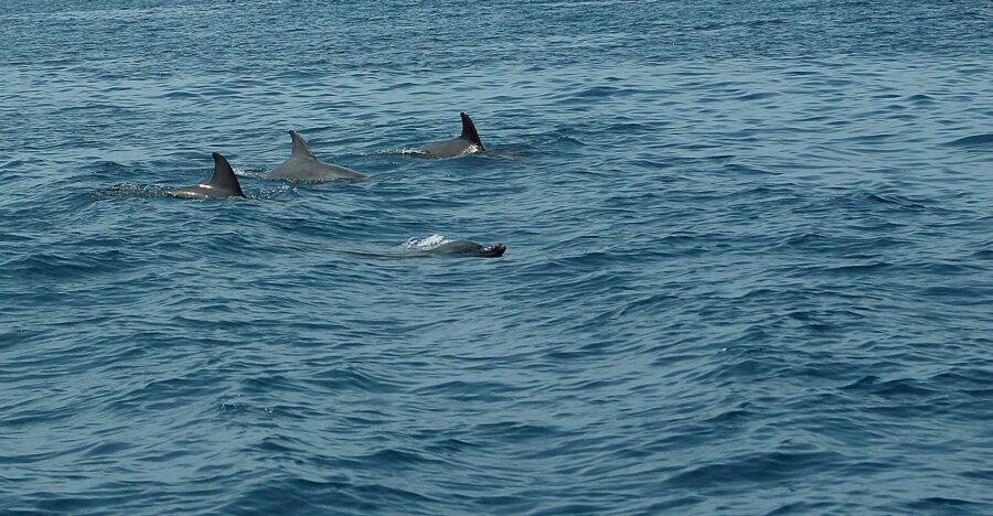Grupo de delfines nariz de botella nadando en la superficie del mar