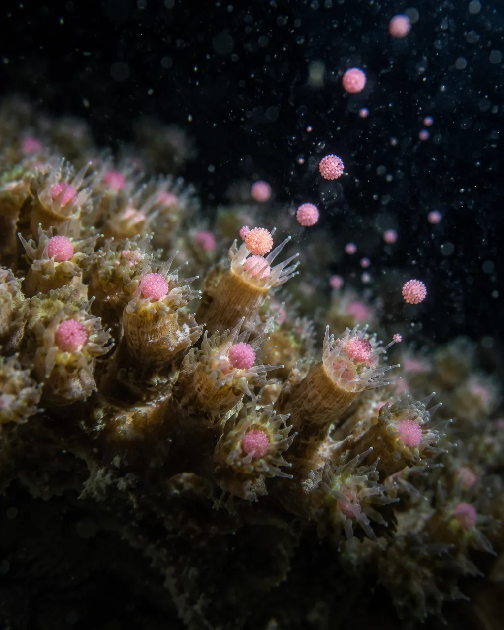 Primer plano nocturno de pólipos de coral iluminados por una linterna de buceo, cada uno con una bolita rosada en la boca; algunas bolitas ya se desprenden hacia el agua oscura.