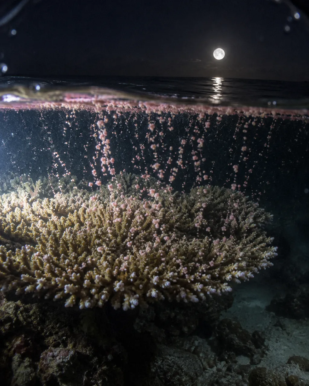 Toma nocturna partida por la línea del agua en un arrecife costero poco profundo: abajo, corales y bolitas rosadas que ascienden; arriba, el cielo oscuro sobre un mar en calma.