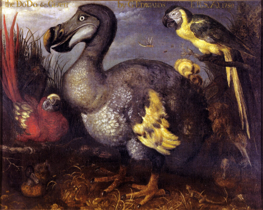 Pintura antigua de un dodo de plumaje gris rodeado de otras aves