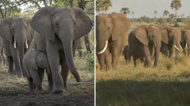 La guerra de Mozambique favoreció a las elefantas sin colmillos, y ningún macho nació así