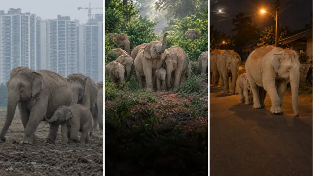 Una manada de elefantes llegó a las afueras de una ciudad de siete millones, y nadie sabe por qué salió de su selva