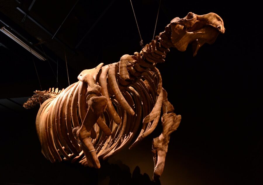 Esqueleto de una vaca marina de Steller expuesto en un museo con fondo oscuro