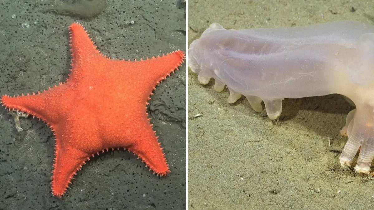 Millones miraban a la estrella de mar Patrick, pero el cañón de Mar del Plata escondía otra historia
