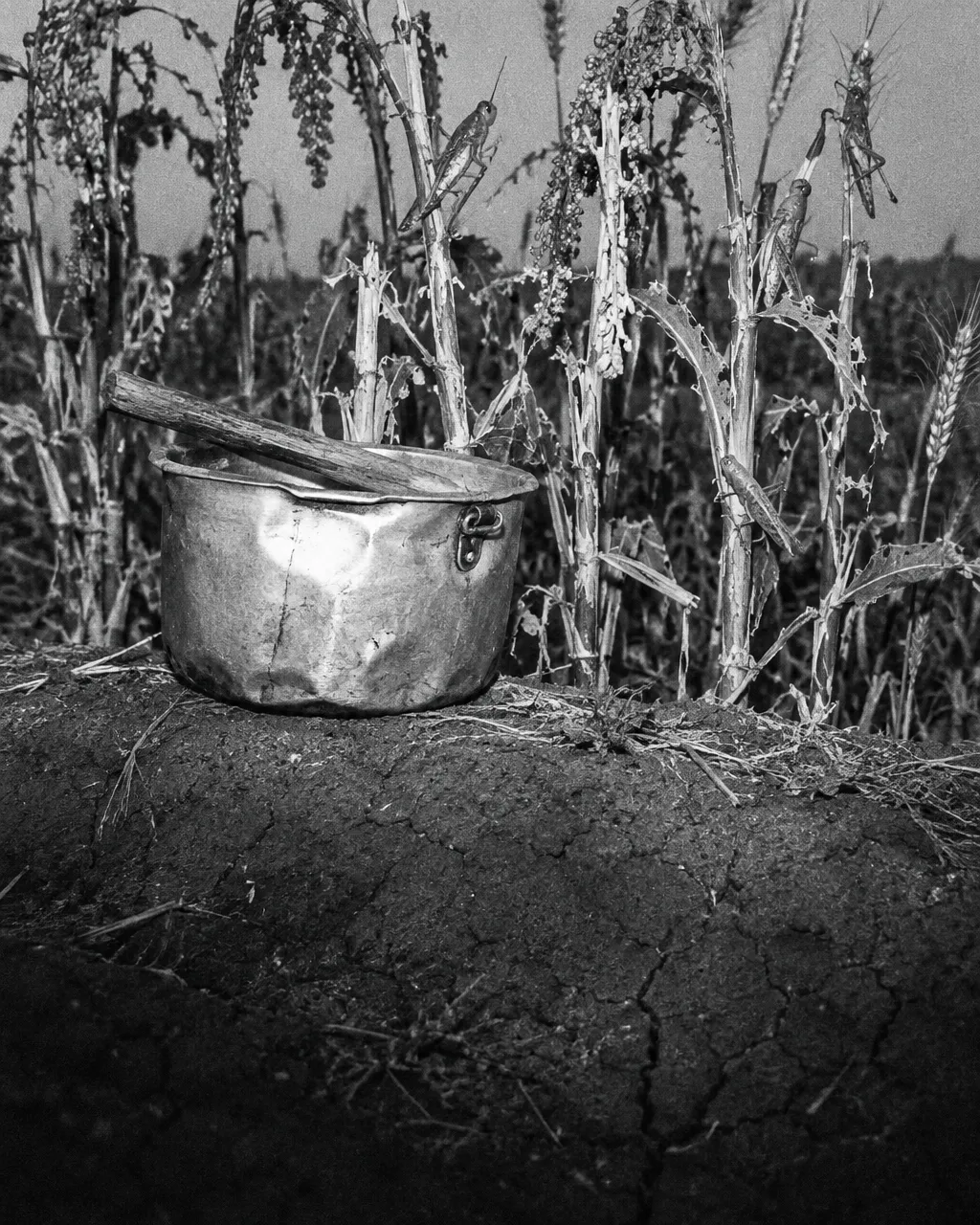 Olla de aluminio abollada con un palo de madera cruzado encima, sobre un bordo de tierra en un campo de cultivo, en blanco y negro