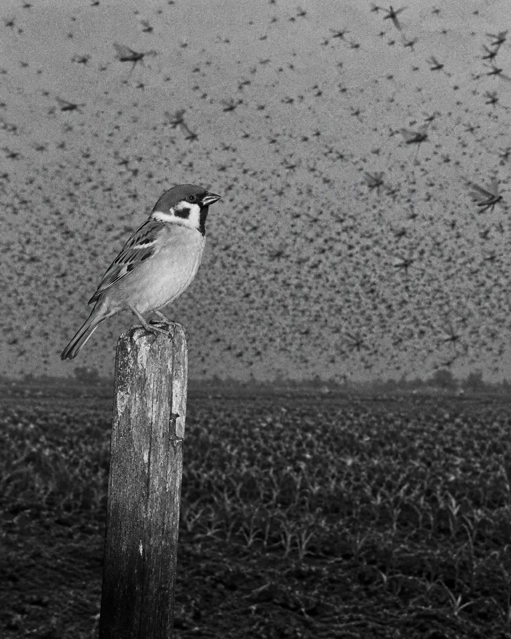 Gorrión molinero posado solo sobre una estaca de madera gastada en un campo de grano abierto, en blanco y negro