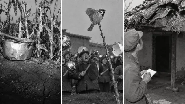 China golpeó ollas hasta que los gorriones caían agotados; 67 años después, un estudio calculó el precio
