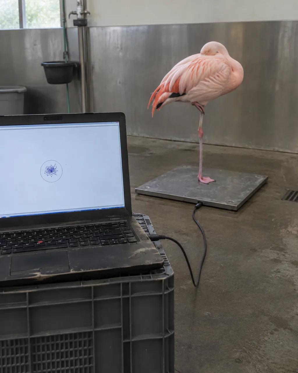Plataforma de fuerza metálica, gris y cuadrada, sobre un piso de concreto, conectada por un cable negro a una laptop apoyada en una caja de plástico, dentro de un edificio de cuidado animal de un zoológico.