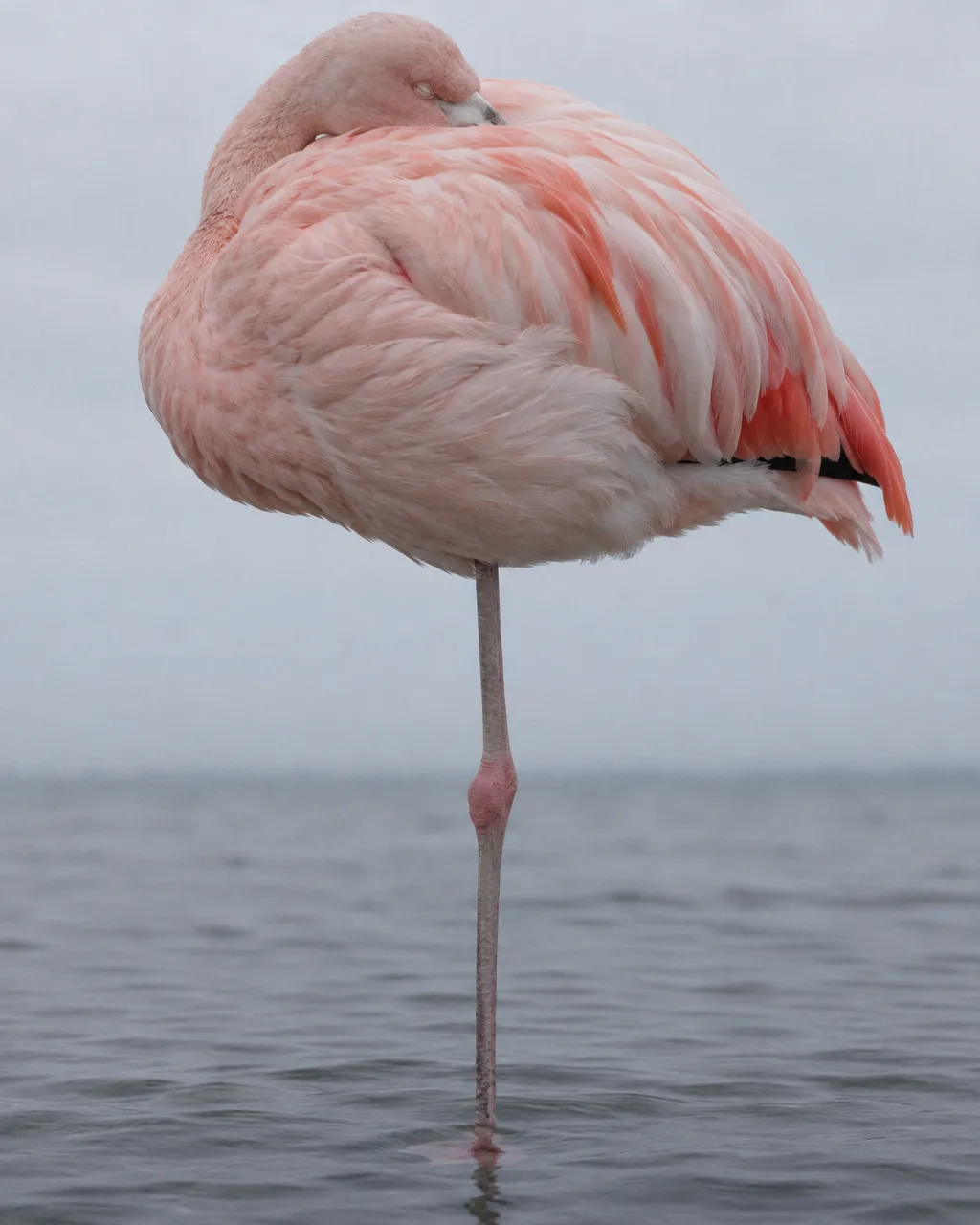 Flamenco chileno adulto dormido de pie en un estanque poco profundo, fotografiado desde abajo, casi al nivel del agua, con su cuerpo rosa pálido ocupando la mayor parte del cuadro.