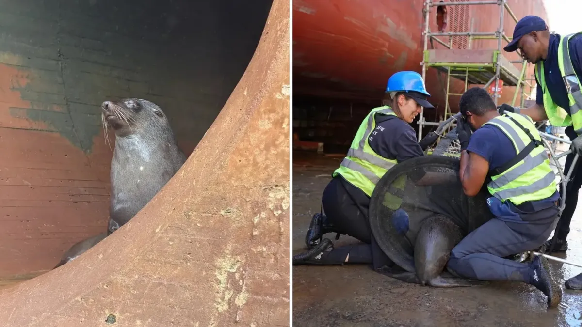 Cuatro focas perdidas en los túneles de un dique seco y un rescate que dependía de la paciencia
