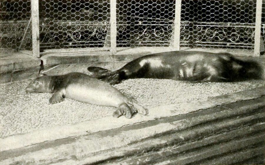 Fotografía antigua de dos focas monje del Caribe echadas en un recinto