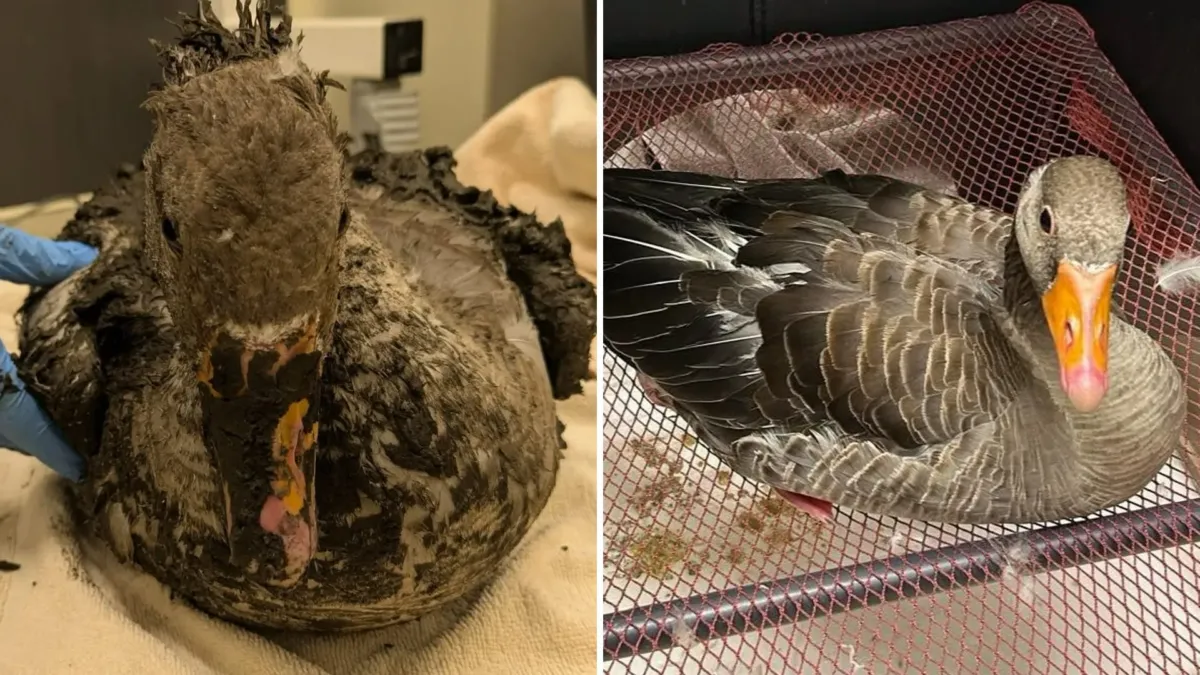 Un ganso cubierto de barro seco, casi irreconocible, no podía ni ponerse de pie