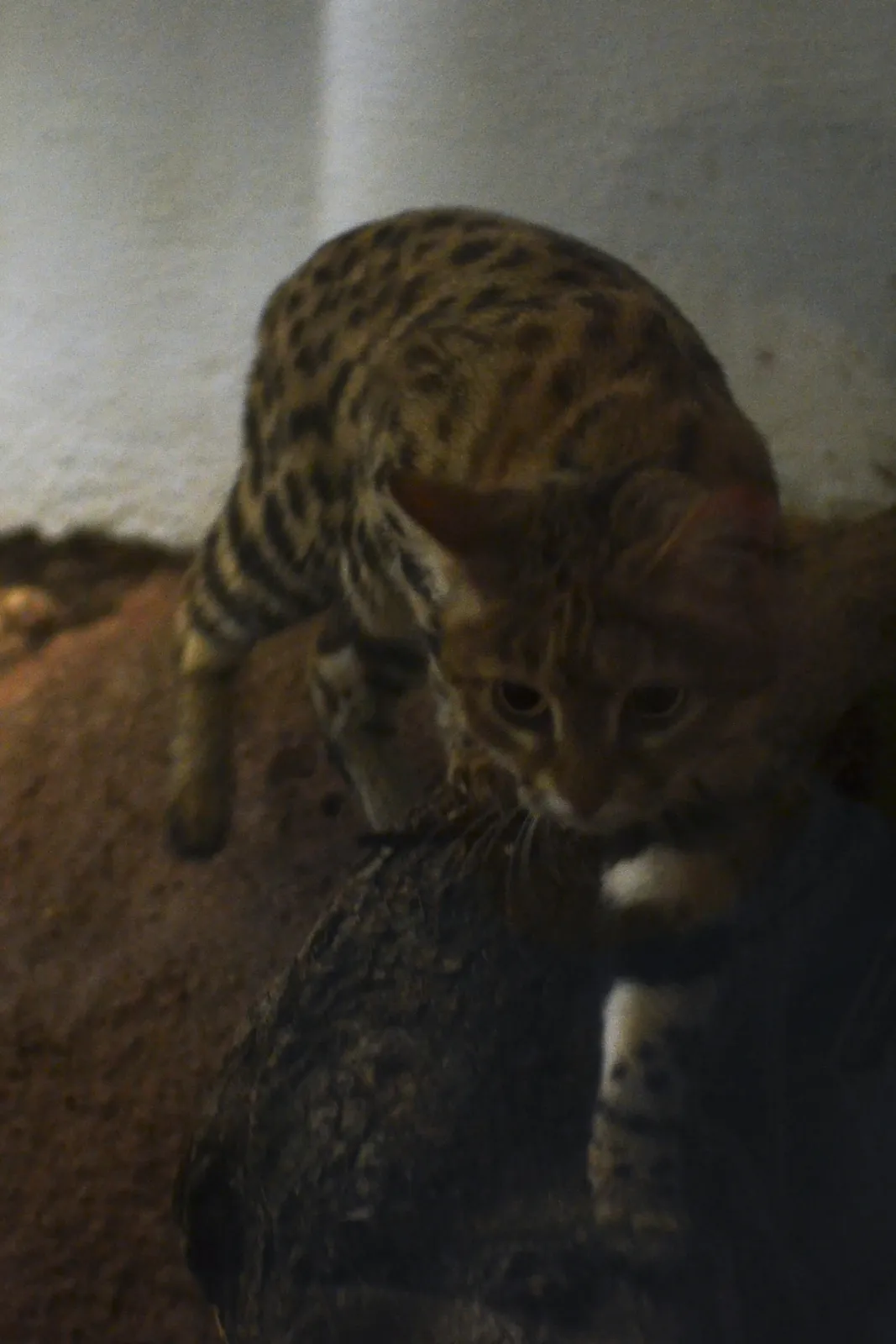 Gato de patas negras bajando con sigilo de una roca, en la penumbra