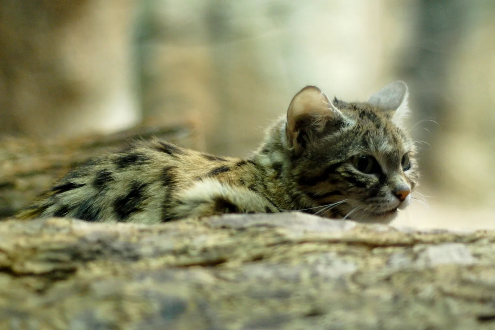 Gato de patas negras agazapado y pegado al suelo, con la mirada fija al frente