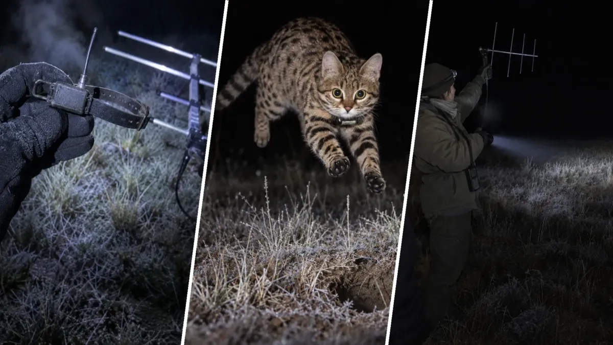 Un felino que pesa menos que una bolsa de azúcar y falla menos que un león