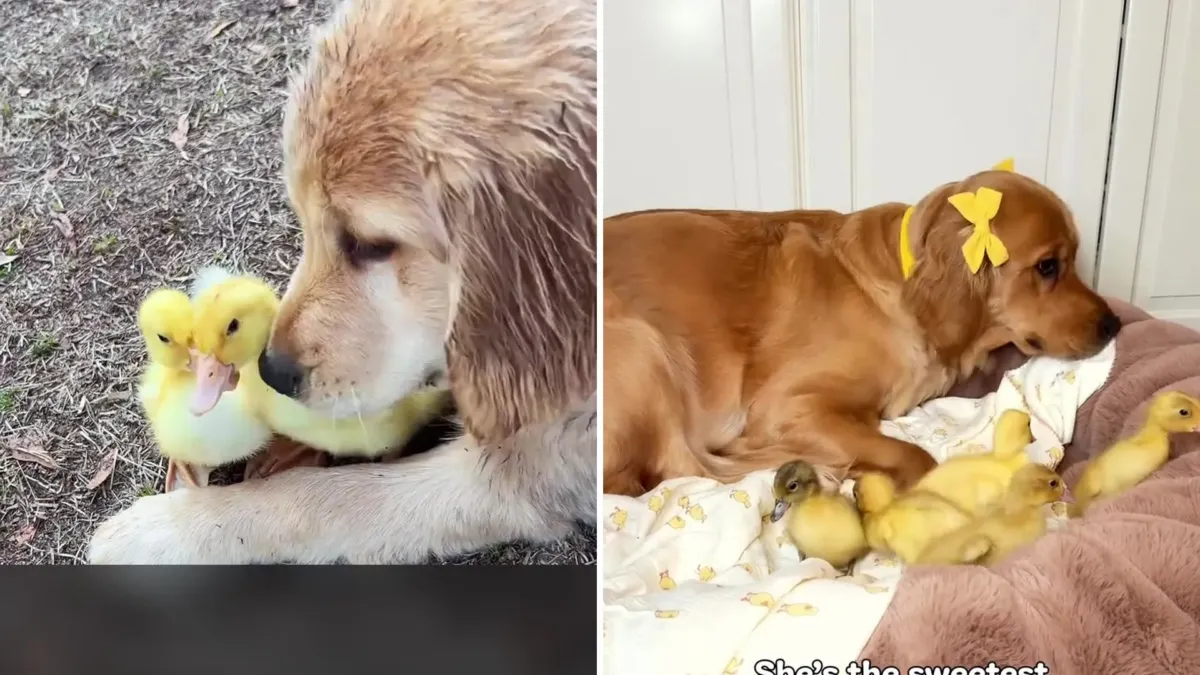 Era una golden retriever cachorra cuando los huevos de su granja se abrieron