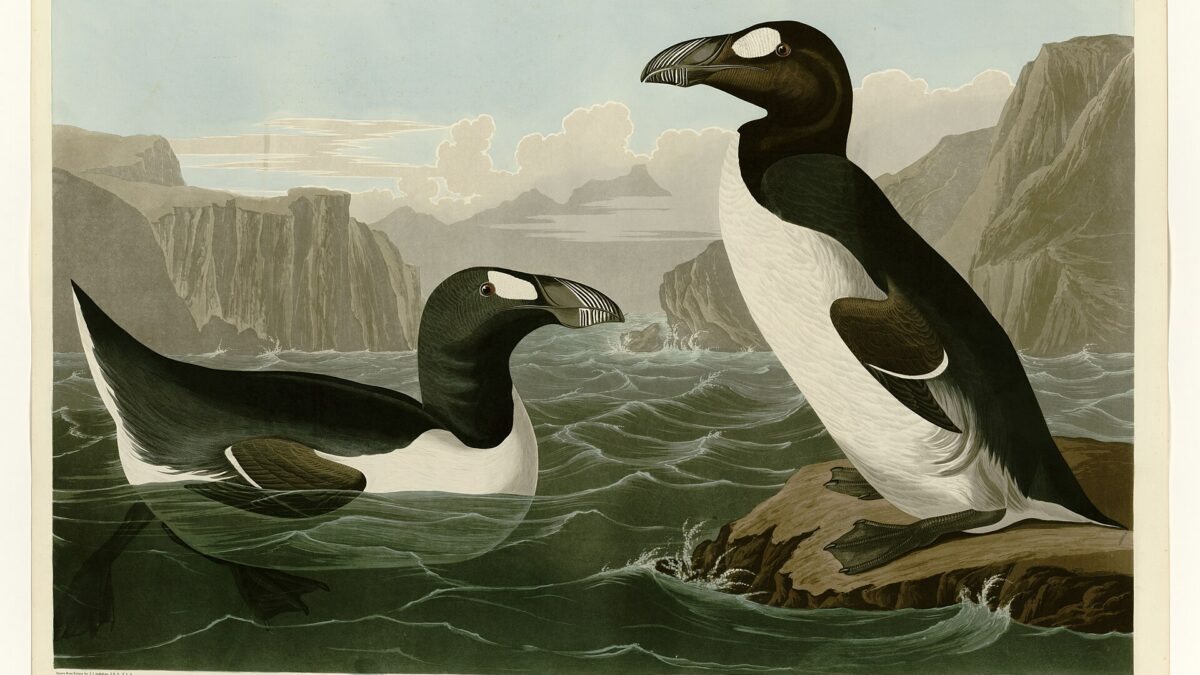 Lámina de Audubon con dos grandes alcas junto al mar, frente a unos acantilados