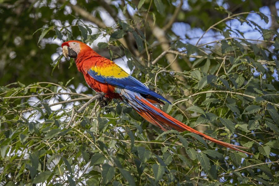 Guacamaya roja de alas amarillas y azules posada en una rama