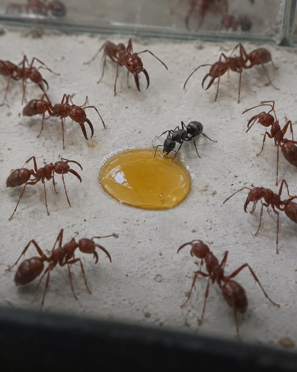 Gota grande de miel dorada en el centro del piso de yeso de un recinto de vidrio para hormigas, sobre una mesa de laboratorio