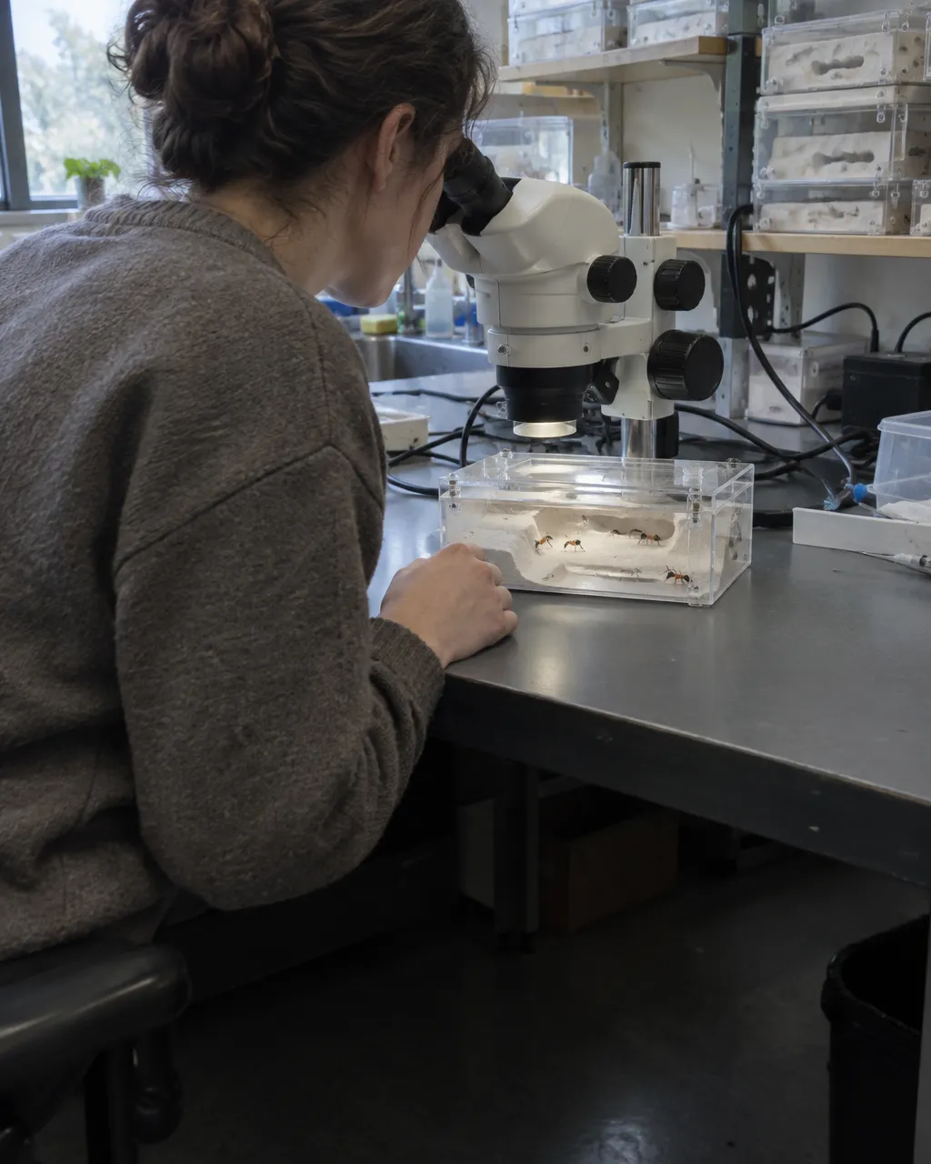 Persona con suéter liso, vista de lado y en parte de espaldas, con el rostro casi oculto tras una lupa estereoscópica, observando un pequeño nido artificial de hormigas sobre una mesa de laboratorio