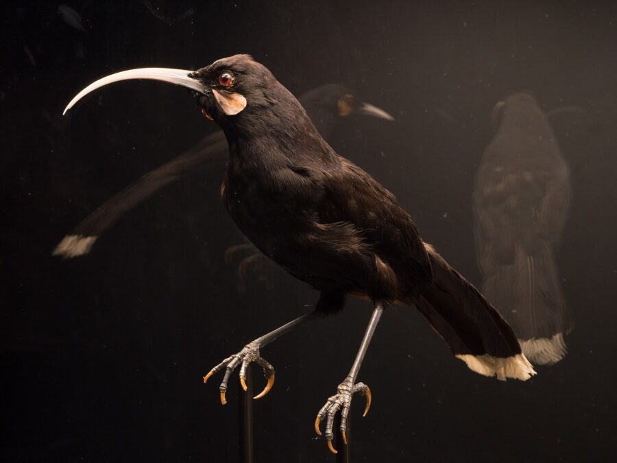 Hembra de huia negra de pico largo y curvo, en un museo