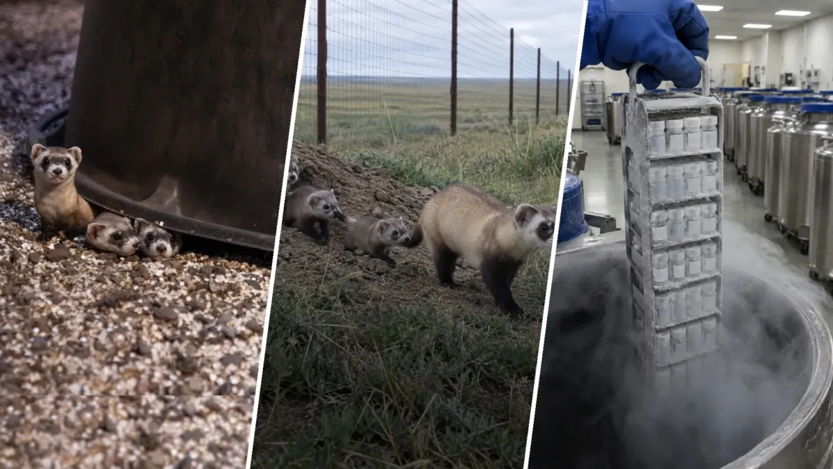 Una hurona de patas negras murió sin crías en 1988 y, 37 años después, tuvo nietos