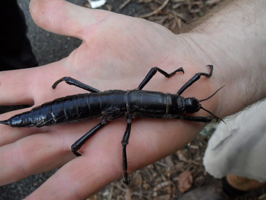 Insecto palo de Lord Howe, grande y negro, sobre la palma de una mano