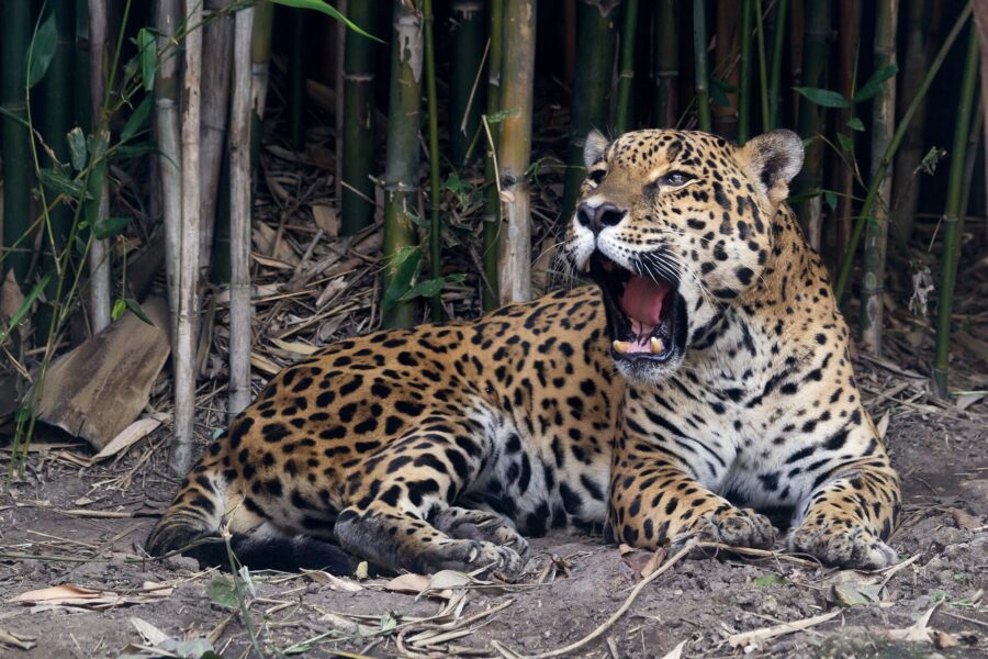 Jaguar echado entre bambúes con la boca abierta