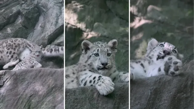 Antes de salir a explorar, esta cachorra de leopardo de las nieves tuvo que aprobar un examen