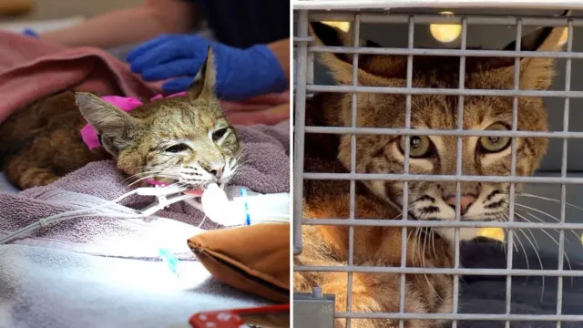 Un lince rojo llegó con las cuatro patas quemadas: ¿podría volver a su hábitat?