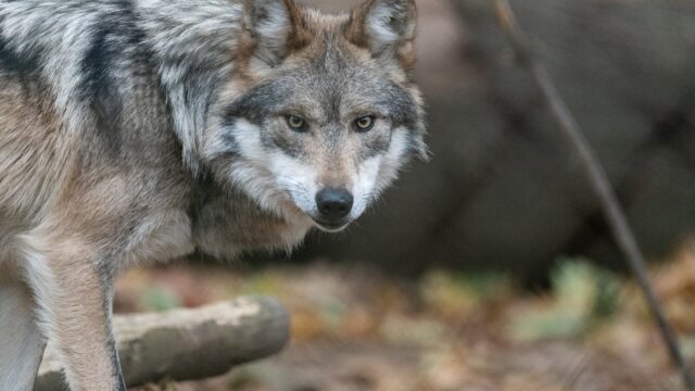 Lobo gris mexicano de pelaje gris y canela mirando de frente