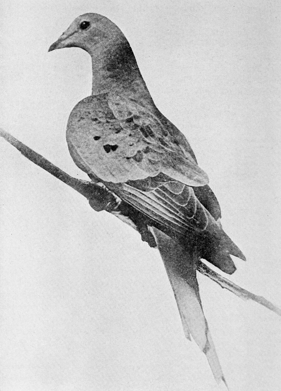 Imagen en blanco y negro de Martha, la última paloma migratoria, posada en una rama