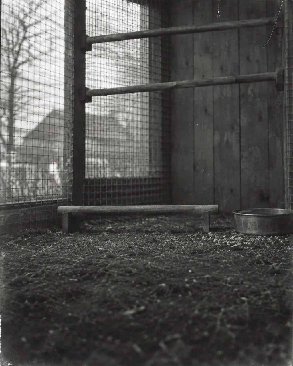 Fotografía de aspecto antiguo en blanco y negro de una percha de madera sencilla colocada a pocos centímetros del suelo de aserrín, dentro de un aviario de malla metálica