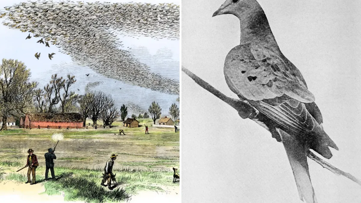Hubo miles de millones de palomas migratorias; en 1914 quedaba una, y se llamaba Martha