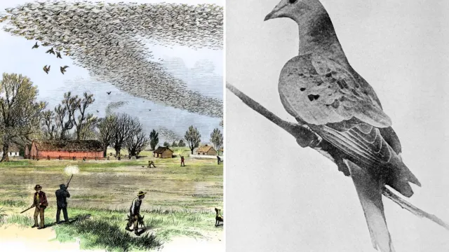 Hubo miles de millones de palomas migratorias; en 1914 quedaba una, y se llamaba Martha