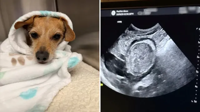 Una ecografía, una masa en el estómago y el temor de perder a Dandy