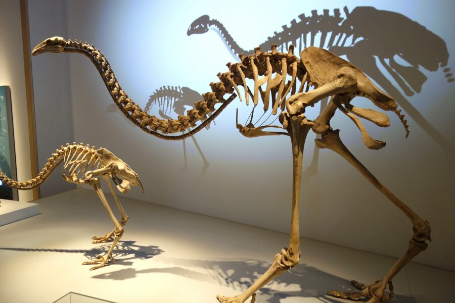 Esqueleto de un moa gigante expuesto en un museo