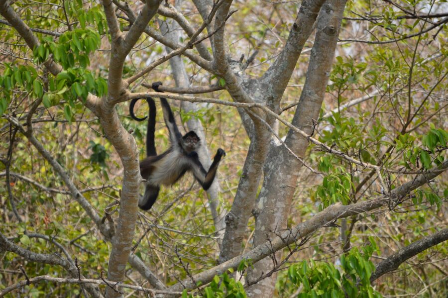 Mono araña colgado de una rama en un árbol