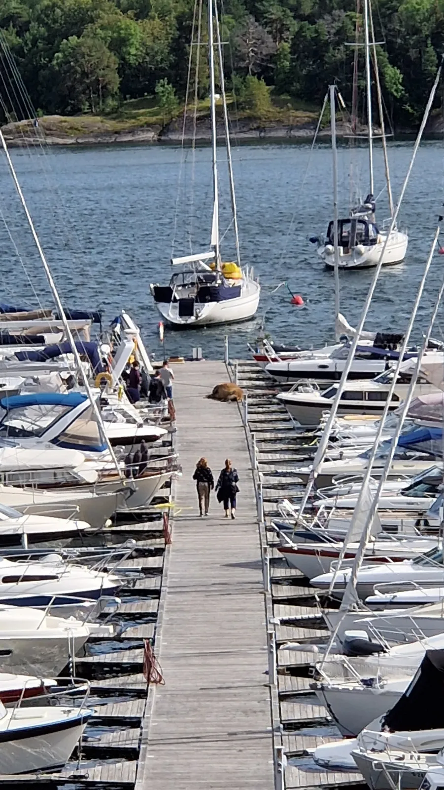 La morsa Freya en el puerto deportivo de Lakseberget, en Sandvika, fiordo de Oslo, en agosto de 2022