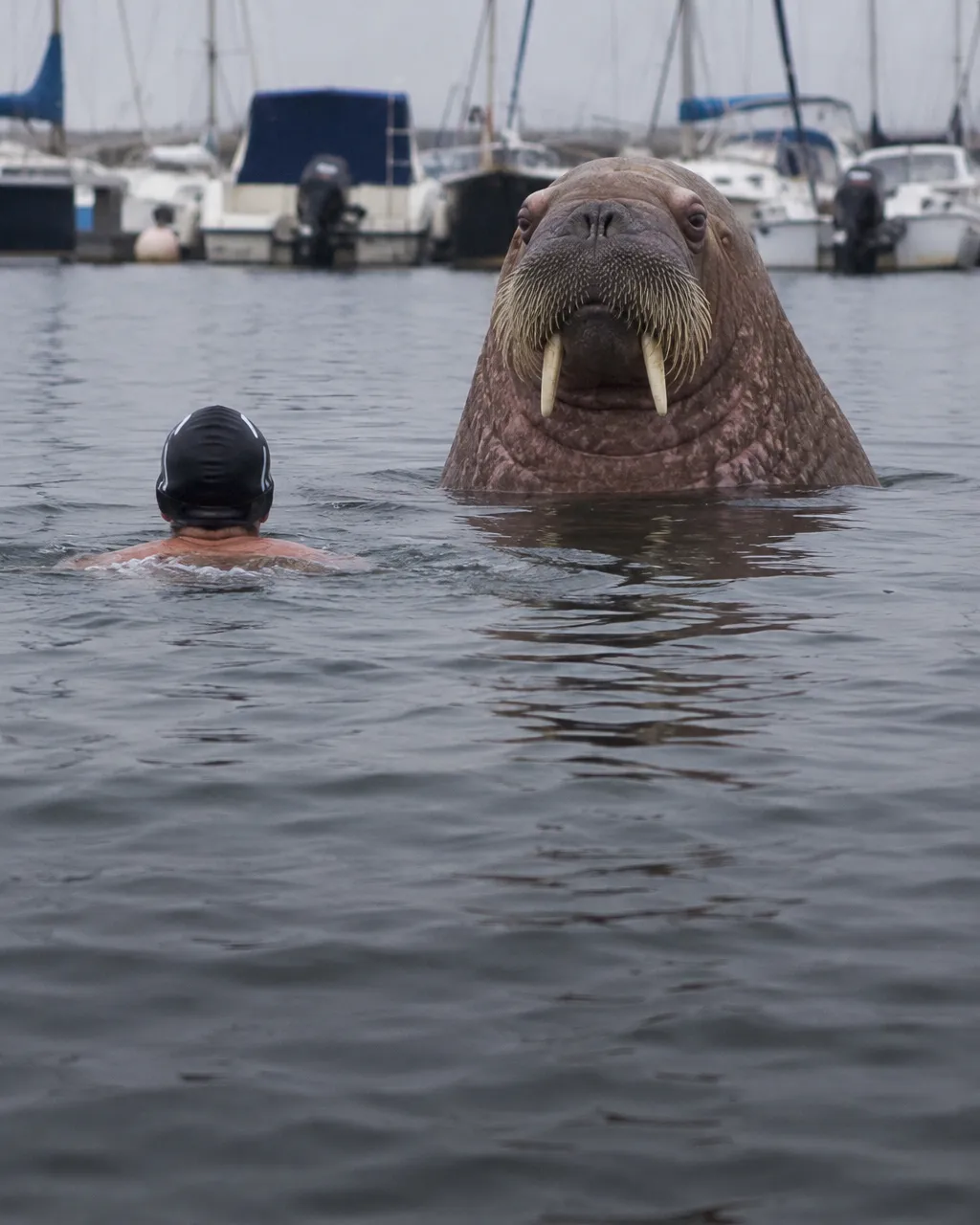 Una morsa joven flota erguida en el agua gris de un puerto deportivo nórdico, con la cabeza, los bigotes y los colmillos cortos fuera del agua