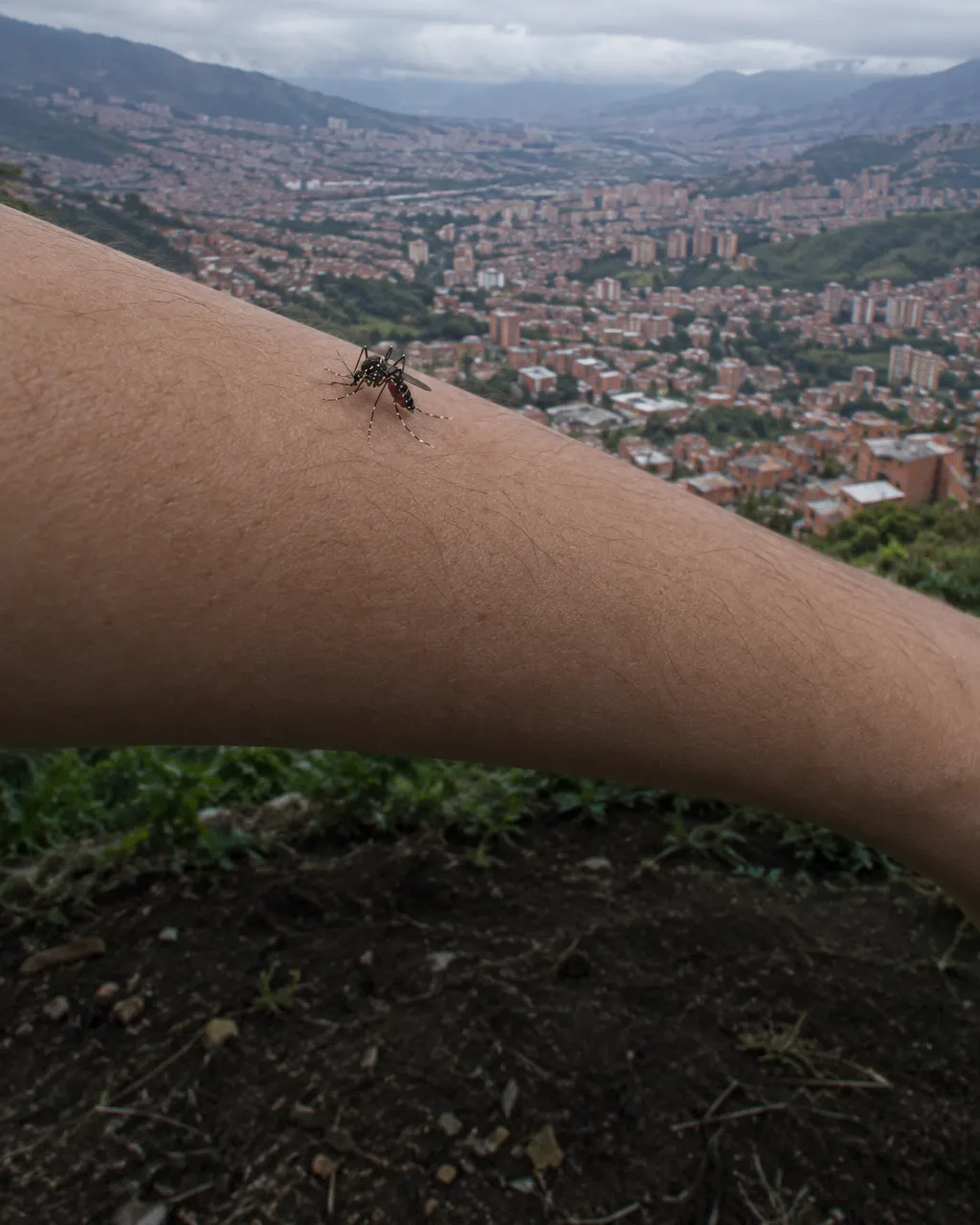 Primer plano de un mosquito Aedes aegypti, pequeño y negro, picando un antebrazo desnudo; al fondo, desenfocada, una ciudad en un valle andino bajo un cielo nublado.