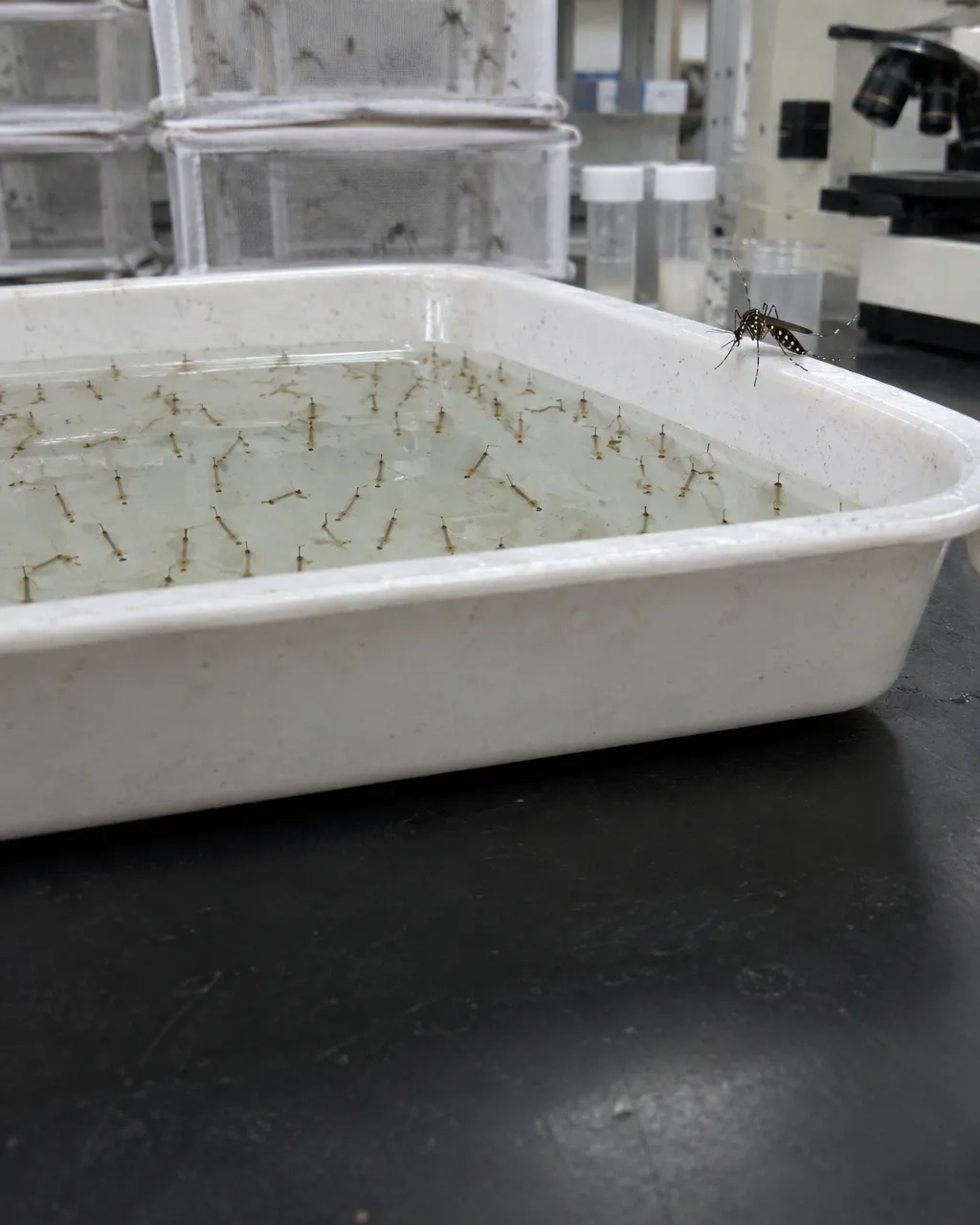 Bandeja blanca de plástico con agua y muchas larvas diminutas de Aedes aegypti sobre una mesa de laboratorio; una hembra adulta descansa en el borde.