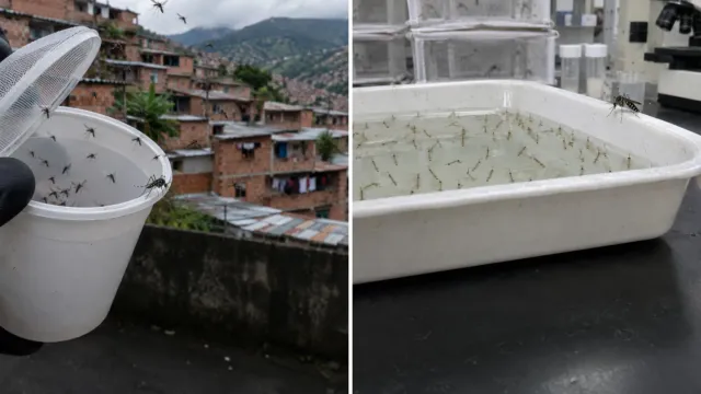 Para frenar el dengue en tres ciudades de Colombia, soltaron más mosquitos