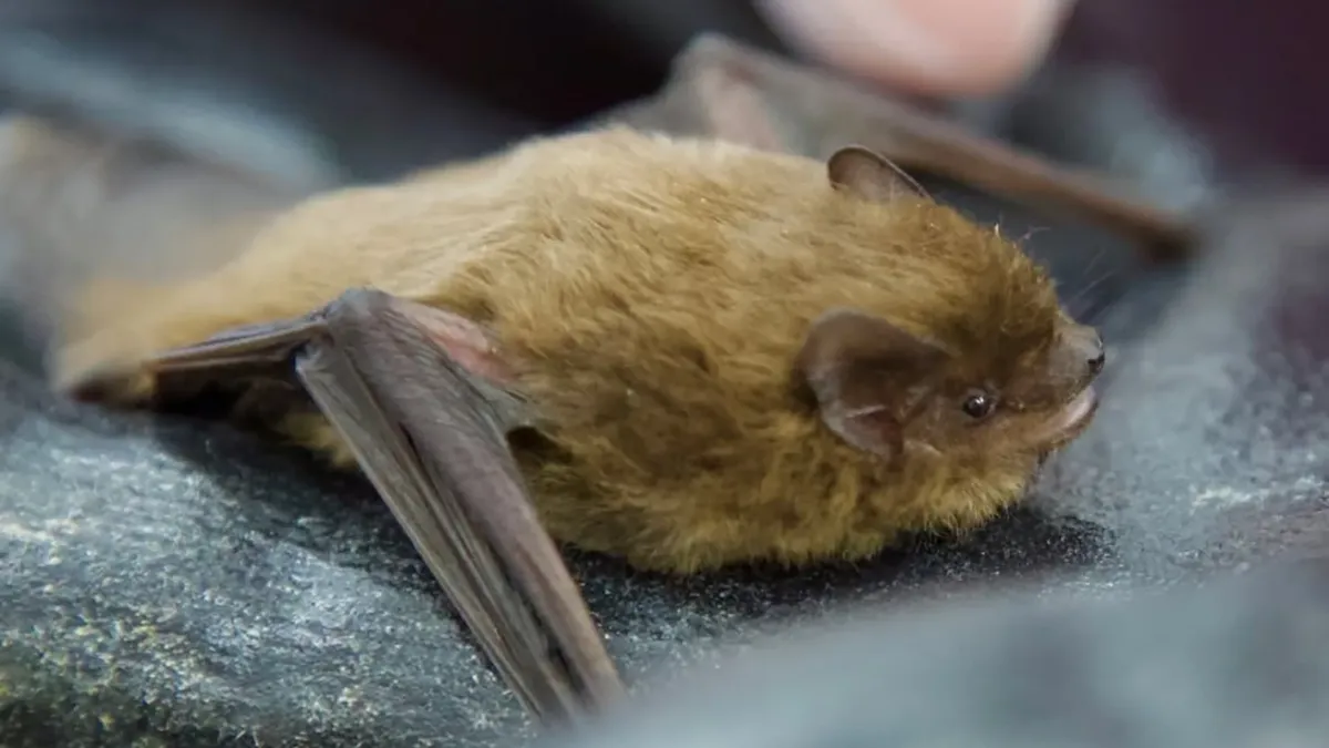 Un lomo despeinado delató a uno de los murciélagos más raros del Reino Unido